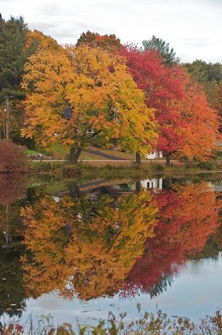 red and gold trees in the fall