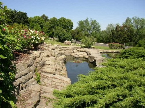 green grass and green trees at pond