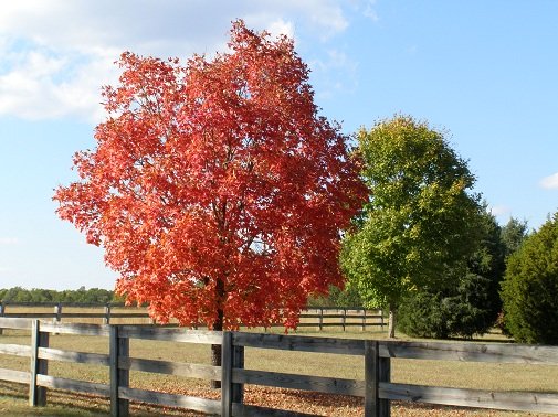 red and green fall leaves