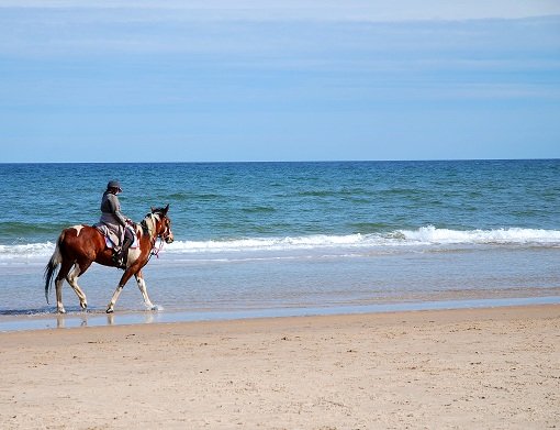 horse on beach