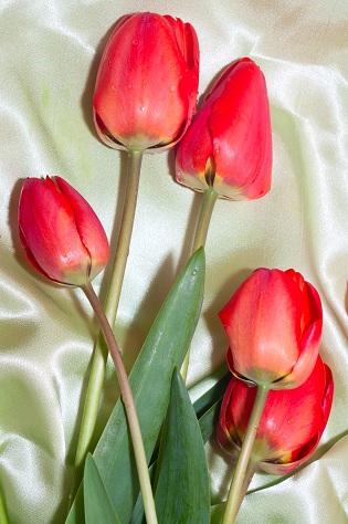 tulips