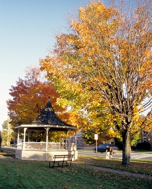 yellow trees in fall