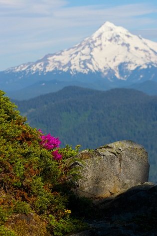 flowers and trees by mountains