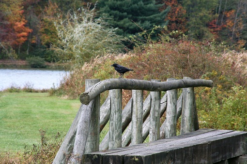 fall leaves and a bench