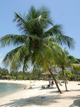 white sand beach