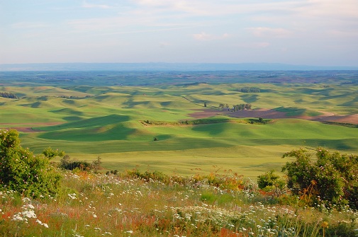 fields of wheat